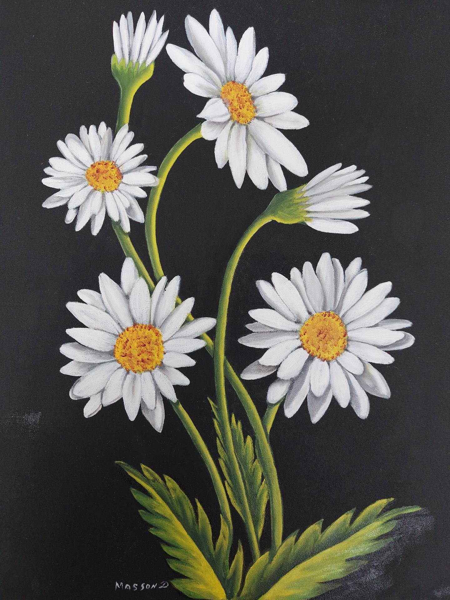 Les daisies